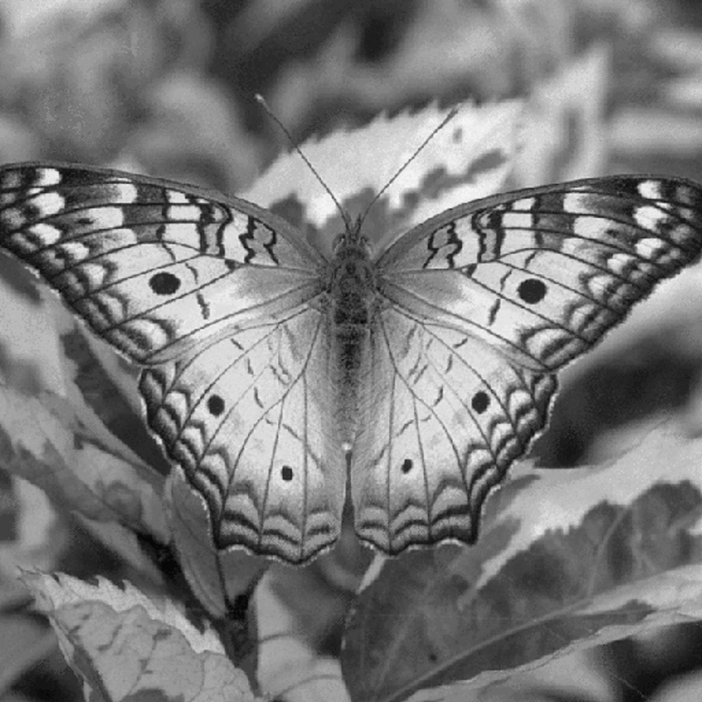 Butterfly phantom ground truth